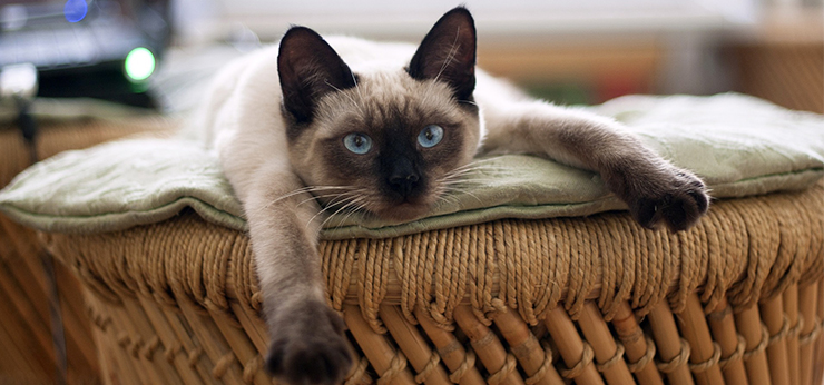 10 videos virales de gatos por el Da Internacional del Gato 