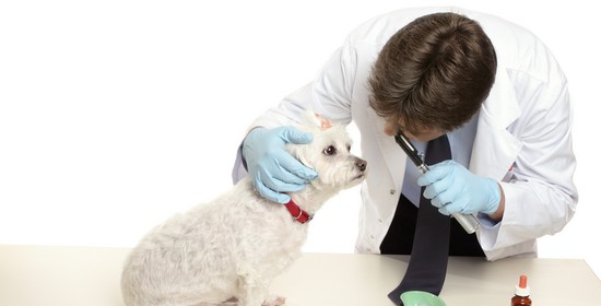Medicina veterinaria y zootcnica son iguales?